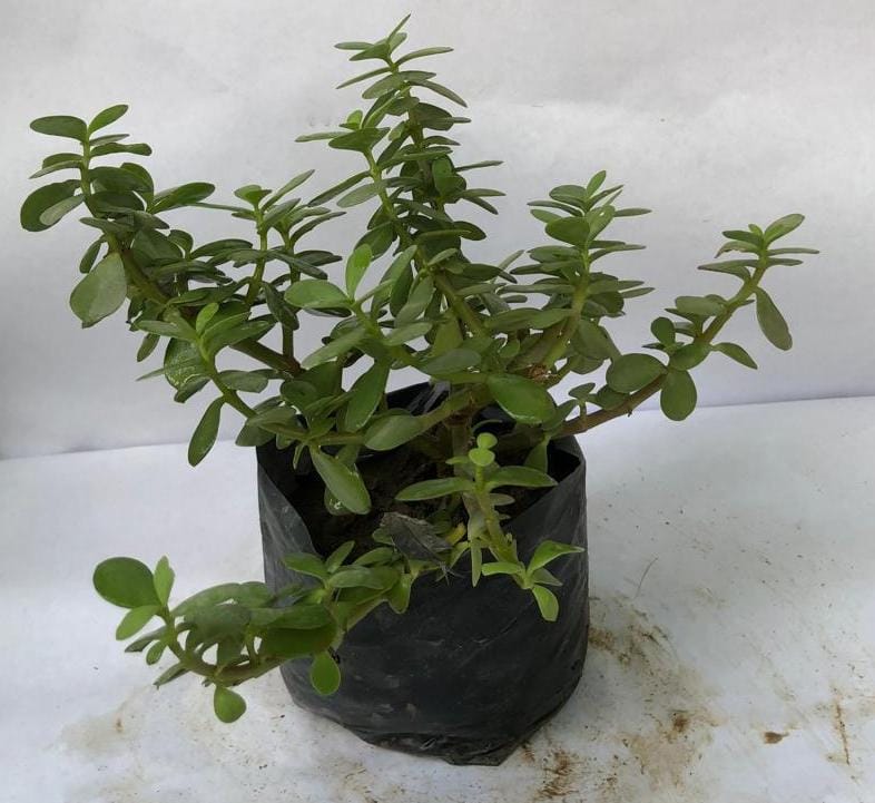 ZZ plant